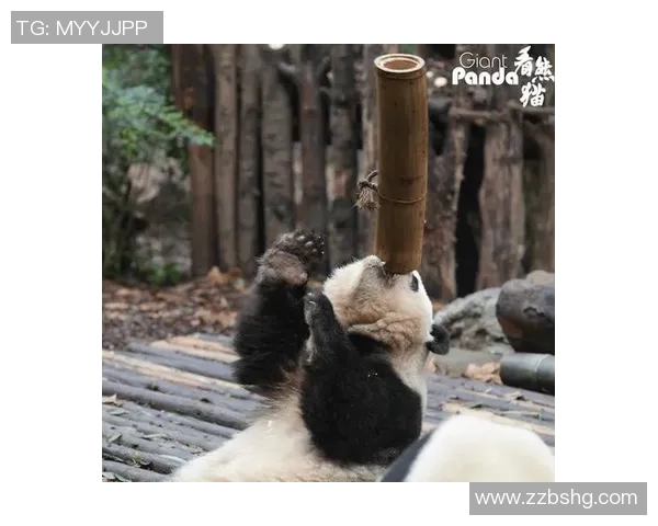 品质运动尽在熊猫体验极致运动乐趣与健康生活的完美结合 品质运动尽在熊猫体验极致运动乐趣与健康生活的完美结合
